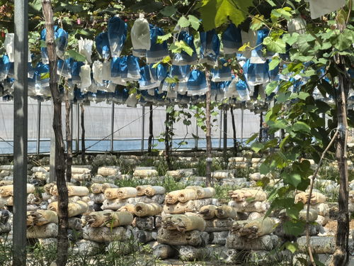 小葡萄串起 甜蜜 大产业 广西兴安推进特色产业发展见闻