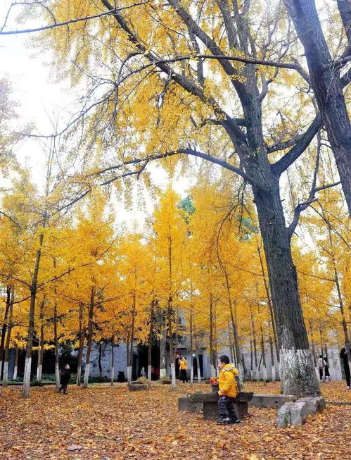 满地金黄 南充的银杏再不看今年就没了